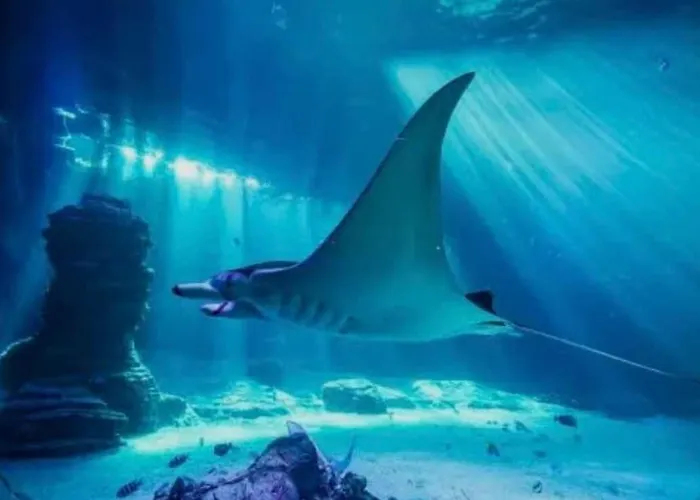 Maison Pierres Et Poutres D'opale Feriehus Beuvrequen